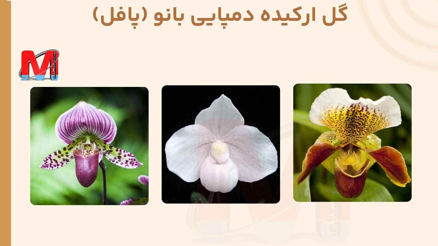 انواع گل ارکیده در ایران