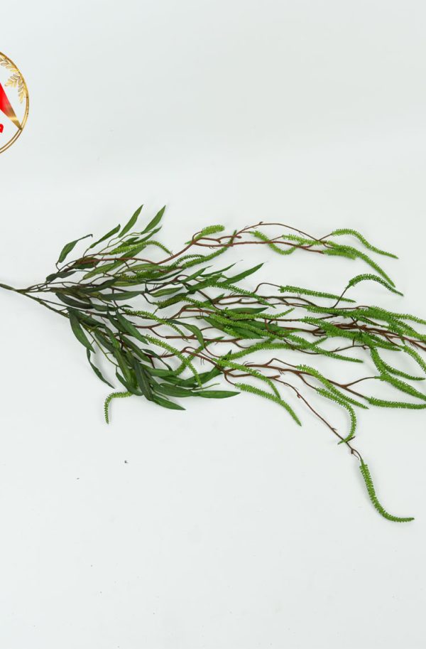 بوته اویز لویی و برگ سبز