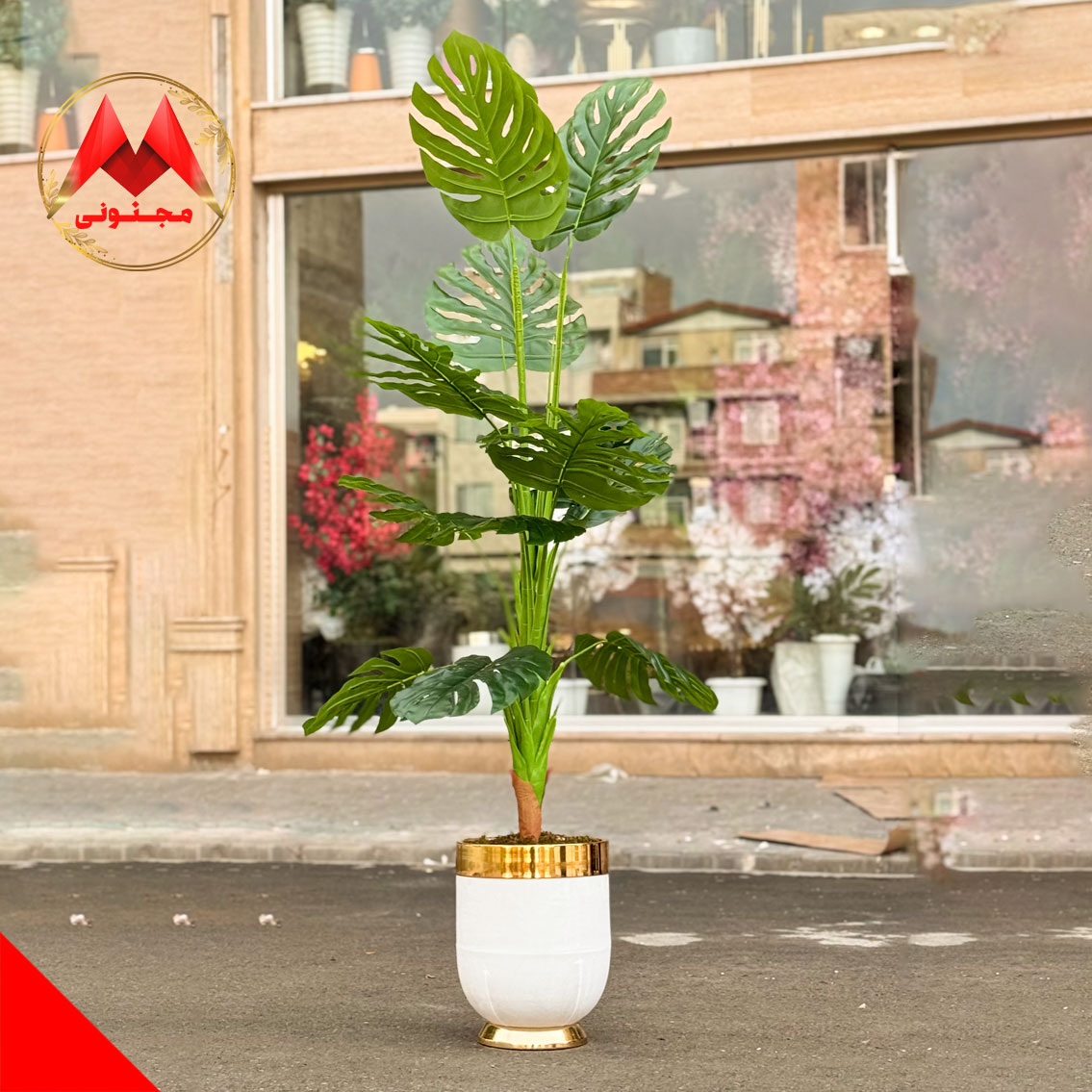 خرید درختچه یاس هندی ۱۷۰ سانتی‌متری با برگ‌های کاملاً لمسی